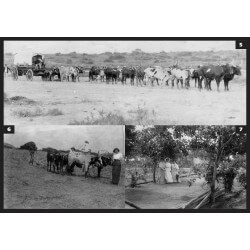 Caraculo, a Minha Paixão | Deserto de Moçâmedes (Namibe) | Álbum Fotográfico do Século XIX E XX